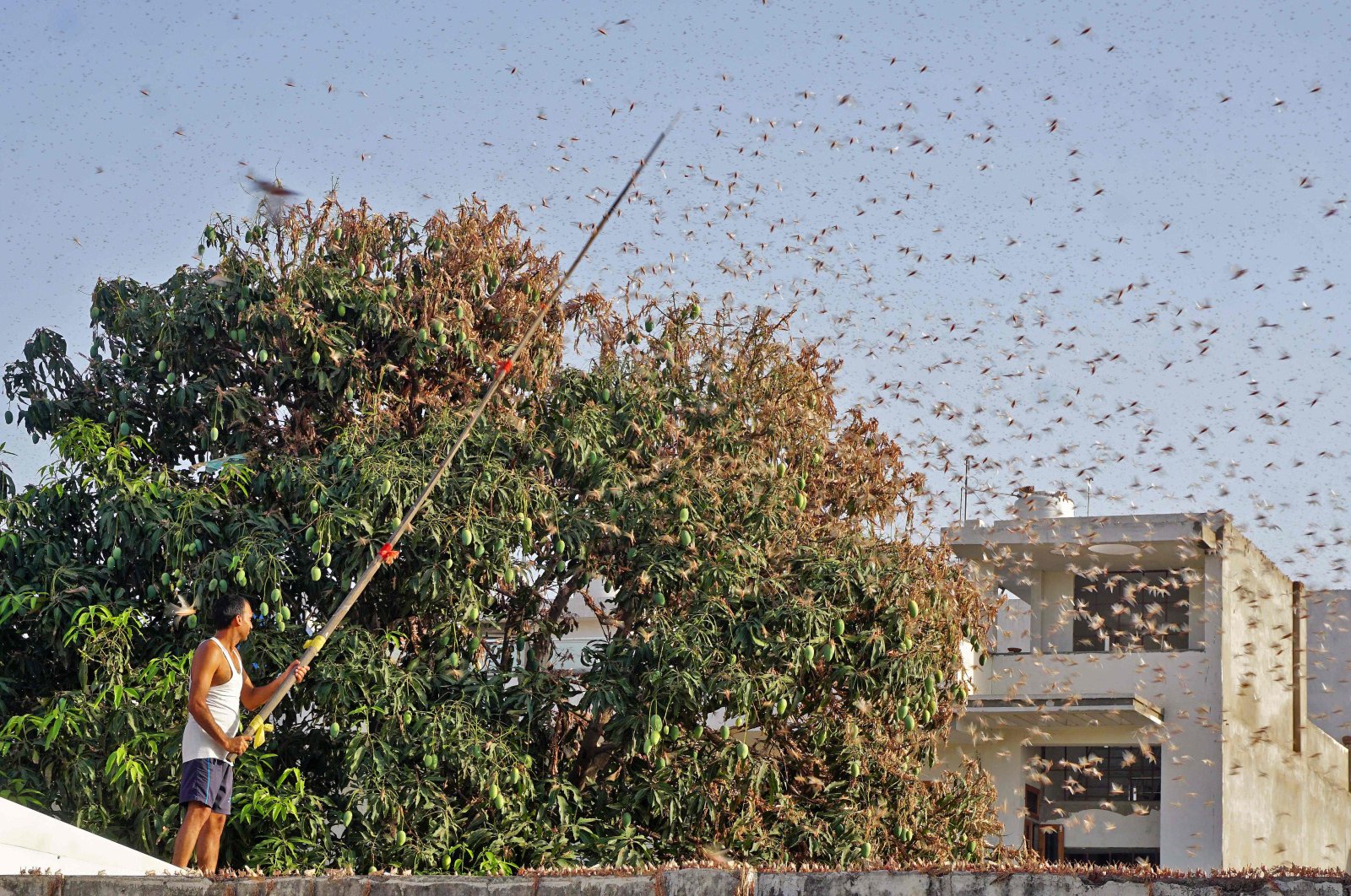 A resident tries to fend off swarms of locusts from a mango tree in a residential area of Jaipur in the Indian state of Rajasthan, May 25, 2020. (AFP Photo)