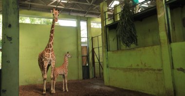 A baby giraffe, who was born on April 9 and named "Corona," standing with its mother at the Bali Safari Park in Gianyar on the Indonesian resort island of Bali, May 27, 2020. (AFP Photo/Bali Safari Park)
