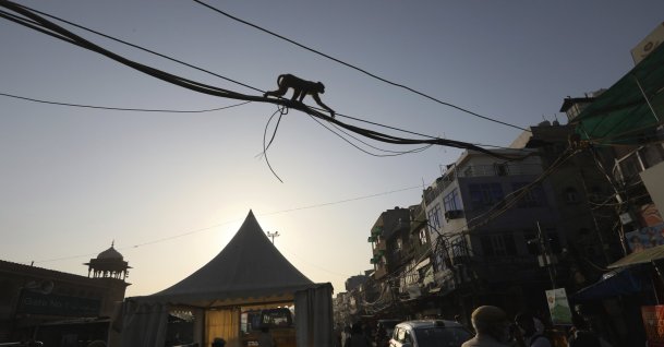 Monkeys steal COVID-19 blood samples in India