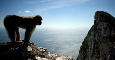 A macaque monkey stands in the heights of Gibraltar, March 17, 2016. (AFP Photo)