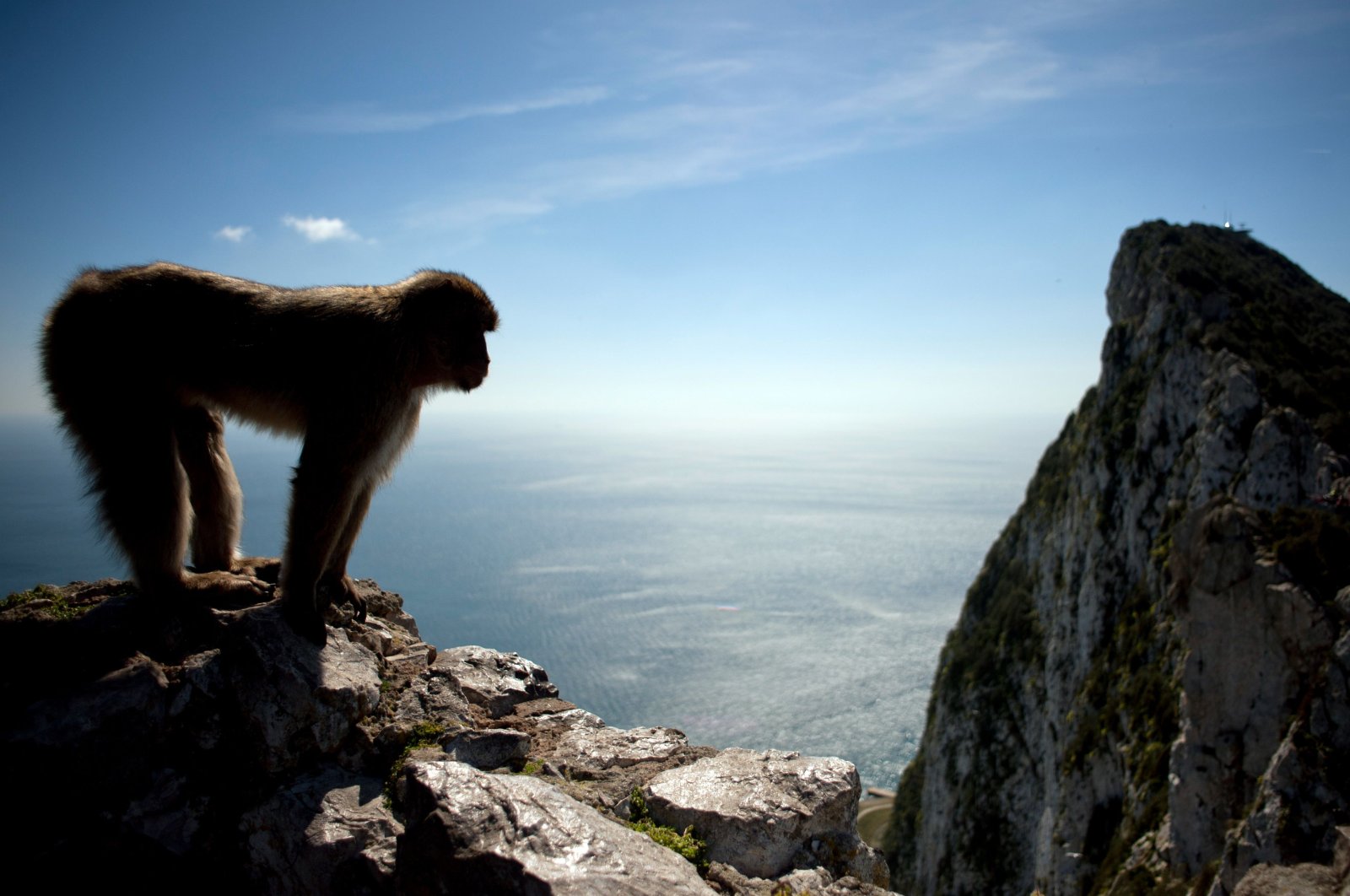 A macaque monkey stands in the heights of Gibraltar, March 17, 2016. (AFP Photo)