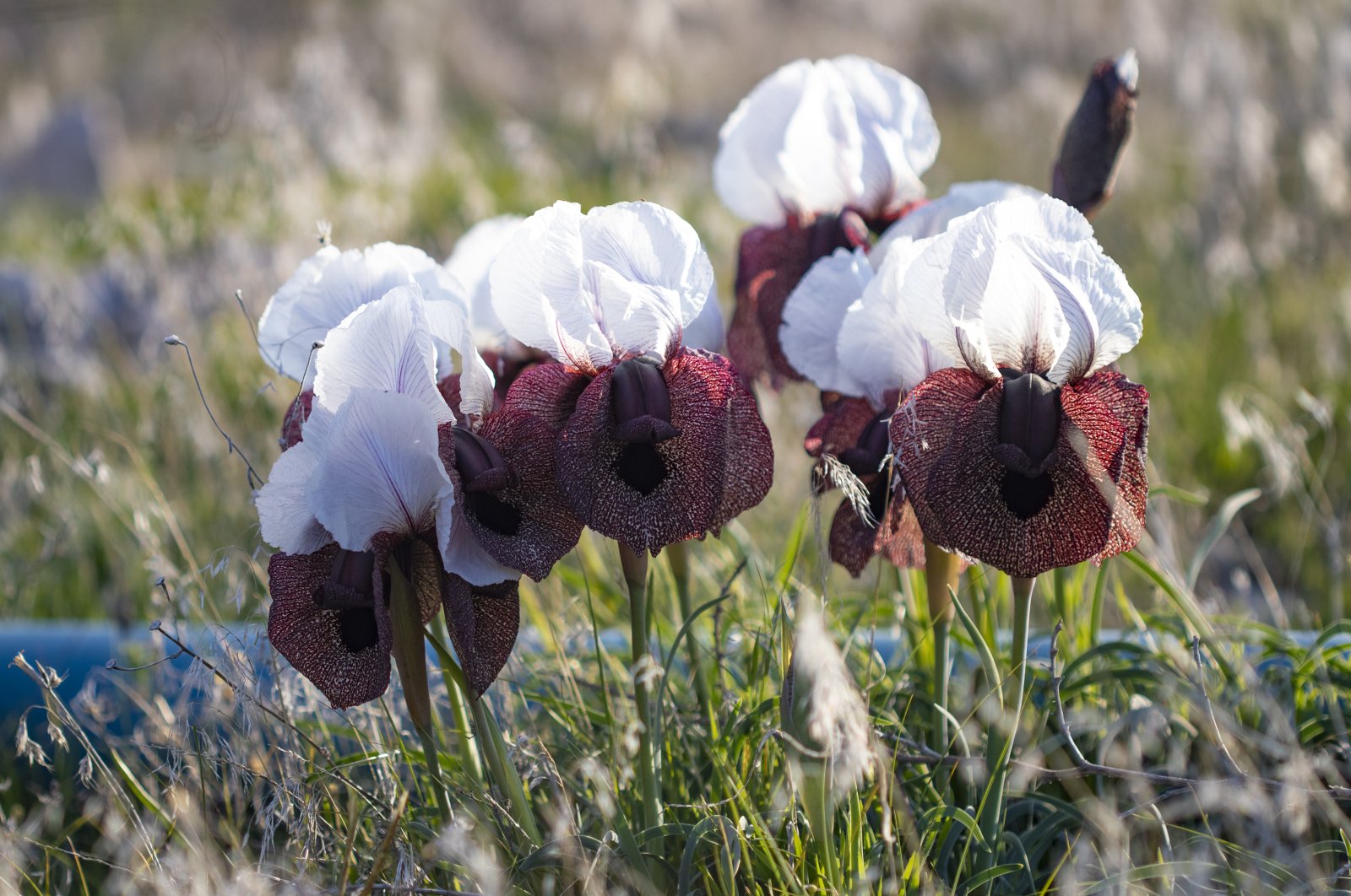 These interesting flowers grow in a select few regions across the world. (AA Photo)