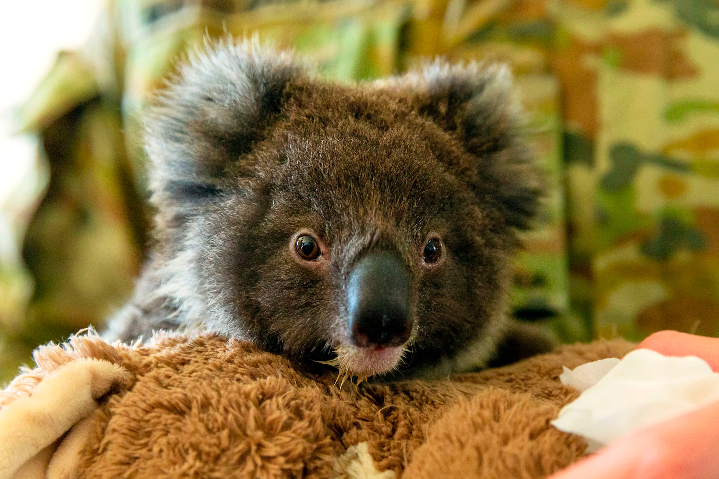 Aja graan Stevenson Australian wildlife park welcomes 1st baby koala following devastating  bushfires | Daily Sabah