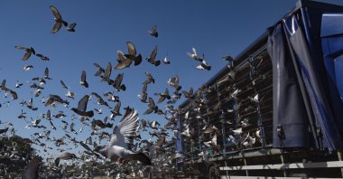 4,465 pigeons belonging to members of the Barnsley Federation of Racing Pigeons are released at Wicksteed Park in Kettering, Northamptonshire, England, June 1, 2020. (AP Photo) 