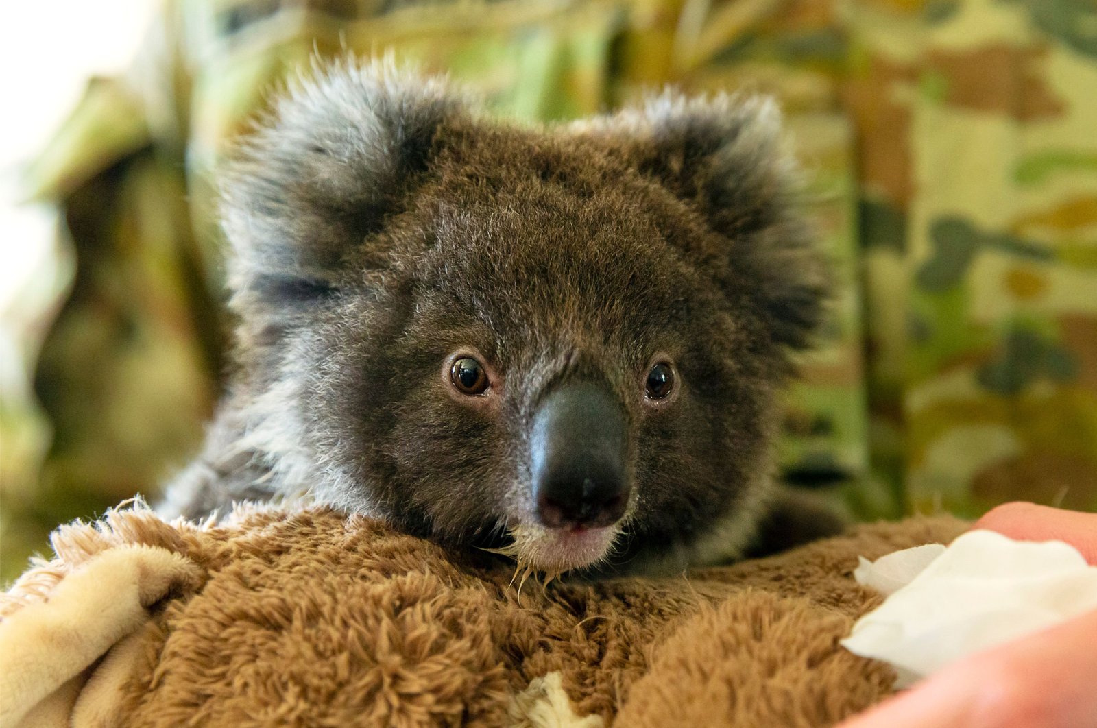 An orphaned baby koala being fed by Private Tyler Moseley-Greatwich from the 10th/27th Battalion, Royal South Australia Regiment, at the Kangaroo Island Wildlife Park in Kingscot, Jan. 7, 2020. (Photo by Tristan Kennedy/Australian Department of Defence via AFP) 
