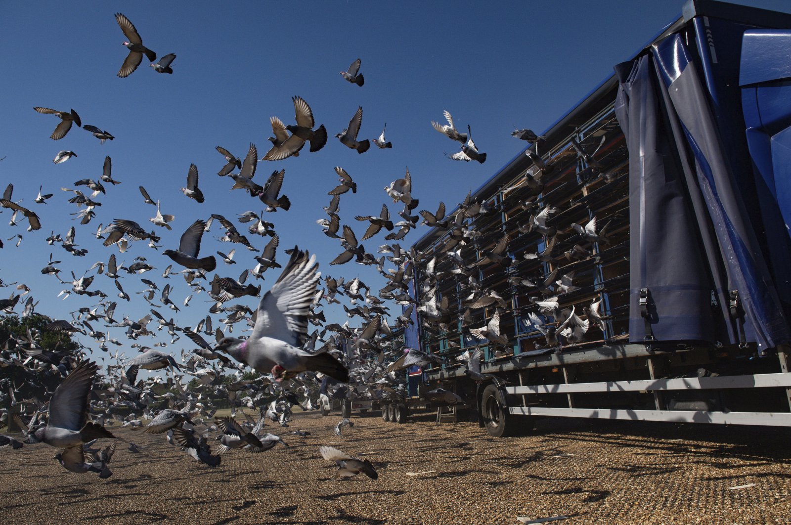 4,465 pigeons belonging to members of the Barnsley Federation of Racing Pigeons are released at Wicksteed Park in Kettering, Northamptonshire, England, June 1, 2020. (AP Photo) 