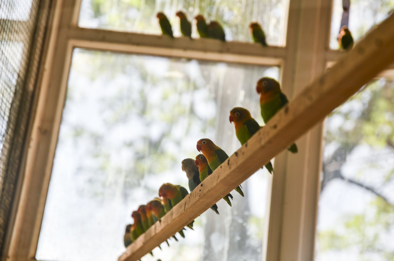Lovebirds perch inside an enclosure at the Gaziantep Zoo, Gaziantep, Turkey, June 1, 2020. (AA Photo)
