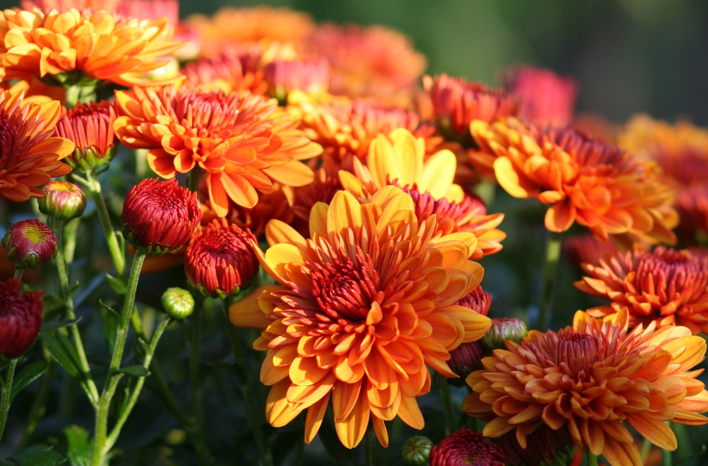 Chrysanthemums, also referred to as “mums,” have been shown to eliminate common toxins as well as ammonia. (iStock Photo)