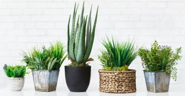 Various plants, cacti and succulents will not only change up the air at your home but also add some visual interest. (iStock Photo)