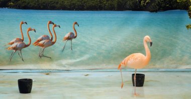 Still shot from ​“Nature: All Rights Reserved.” 