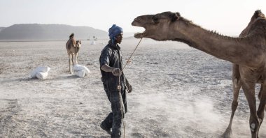 Men load camels with large bags of salt, mined from a salt field on the outskirts of the Neolithic trading town of Tichitt, Mauritania, Jan. 28, 2020. (AFP Photo)