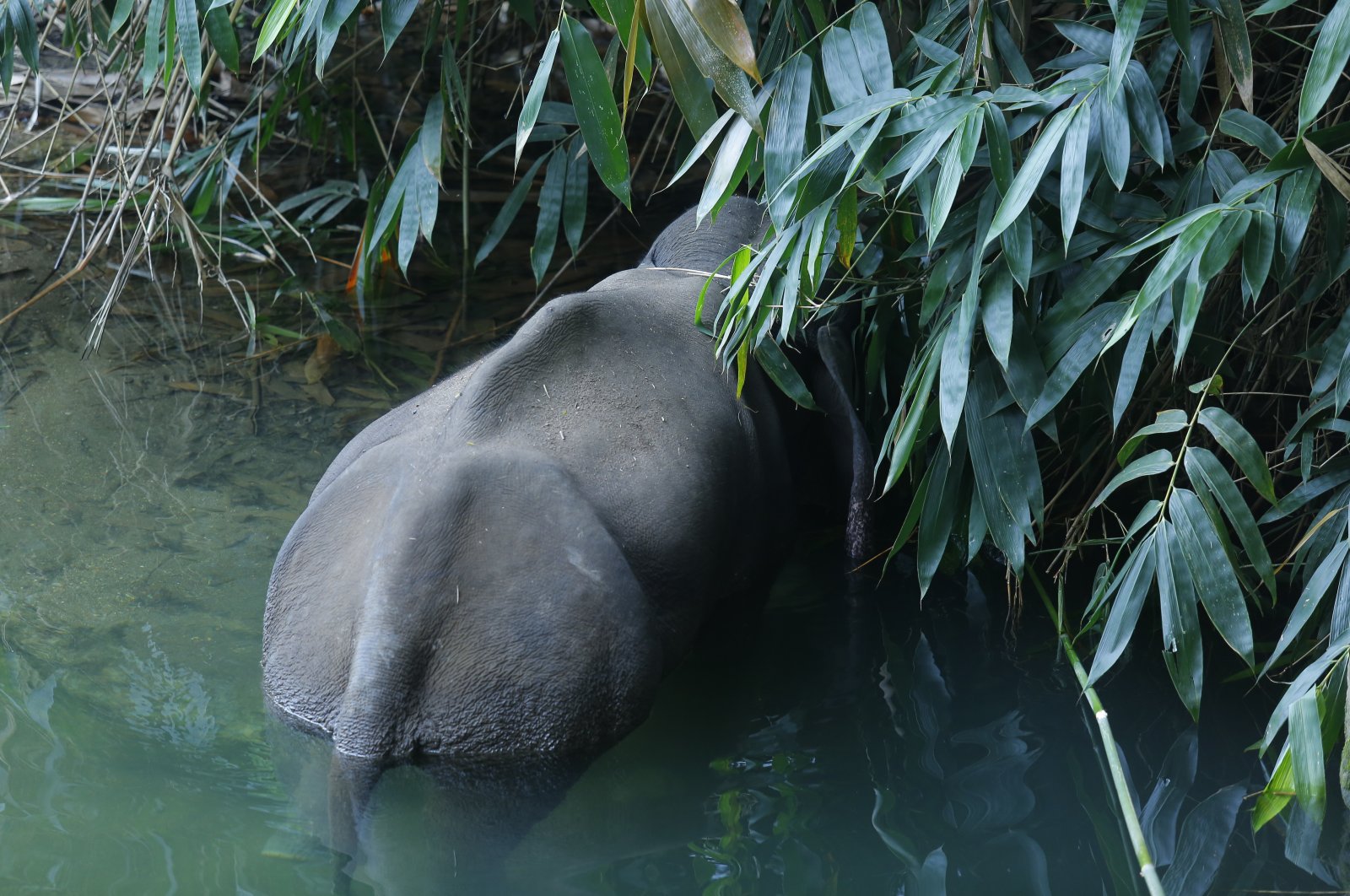 An injured 15-year-old pregnant wild elephant stands in Velliyar River moments before dying in the Palakkad district of Kerala state, India, May 27, 2020. (AP Photo)
