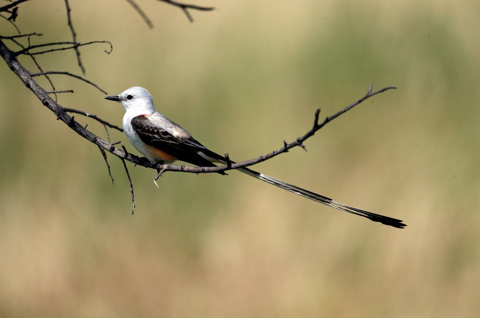 A scissor-tailed flycatcher bird sits on a tree branch during the first round of the Energy Producers, Inc. Texas Women's Open in The Colony, Texas, June 02, 2020 . (AFP Photo)