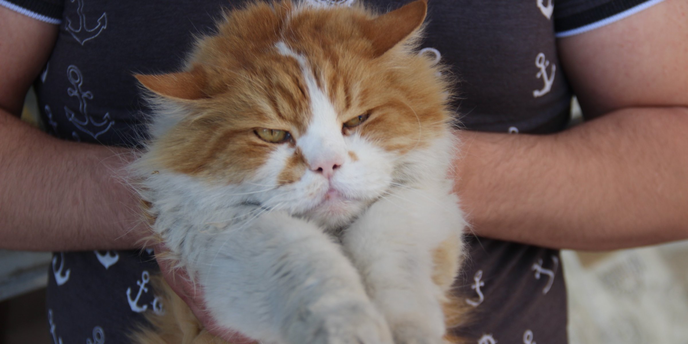 Depressed cat obese from coronavirus comfort