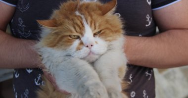 Persian cat Şeraffetin is held by its owner, Elazığ, June 6, 2020. (IHA Photo)