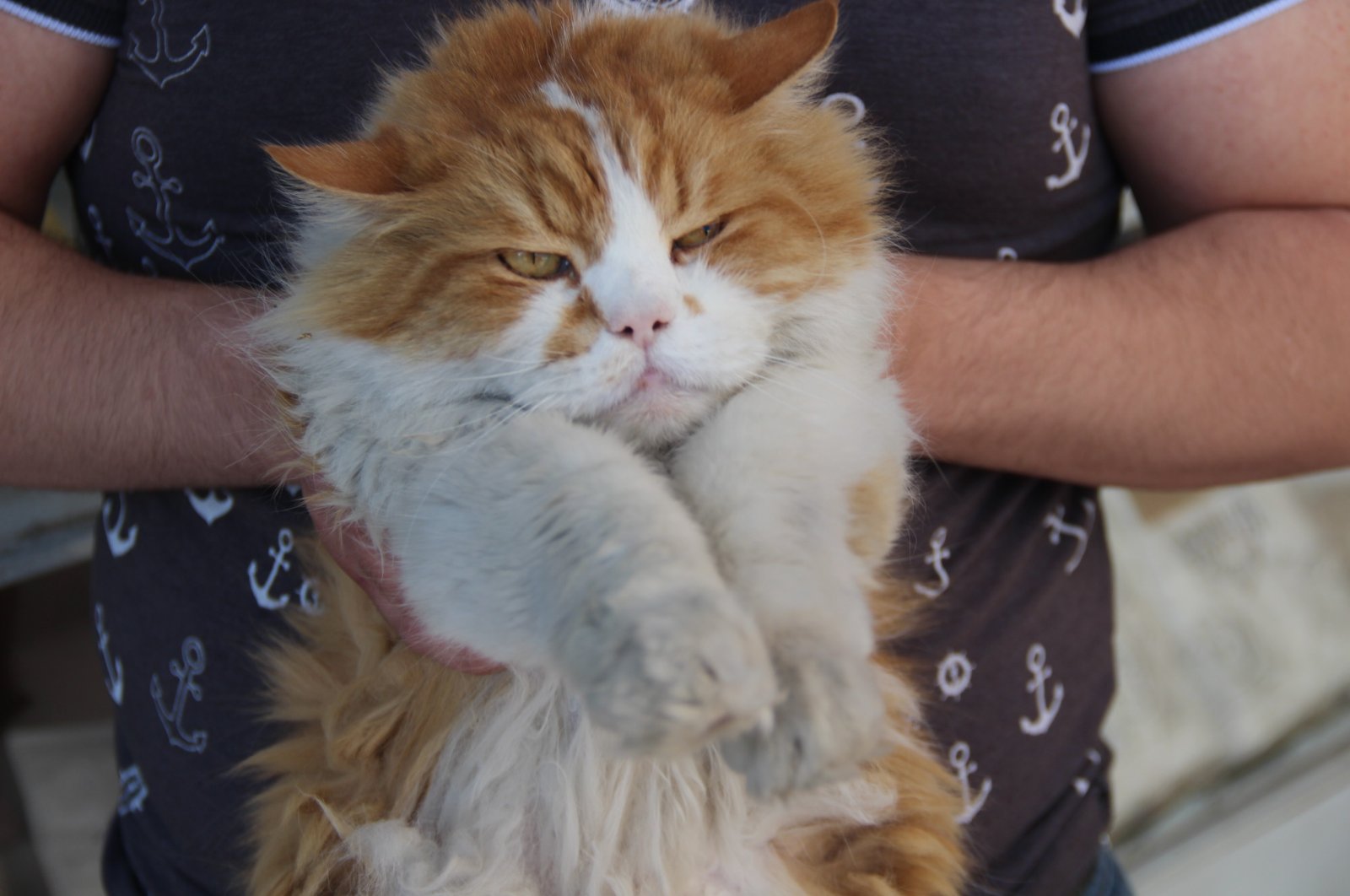 Persian cat Şeraffetin is held by its owner, Elazığ, June 6, 2020. (IHA Photo)