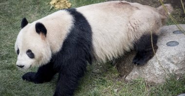Xing Er, one of Copenhagen Zoo’s giant pandas, escaped from its enclosure, Cophenhagen, on June 8, 2020. (AP Photo)