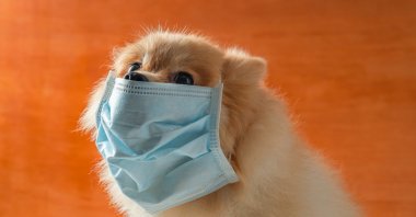 If even the very tip of your nose is poking out of that face mask to say hello, you are doing it wrong. (iStock Photo)