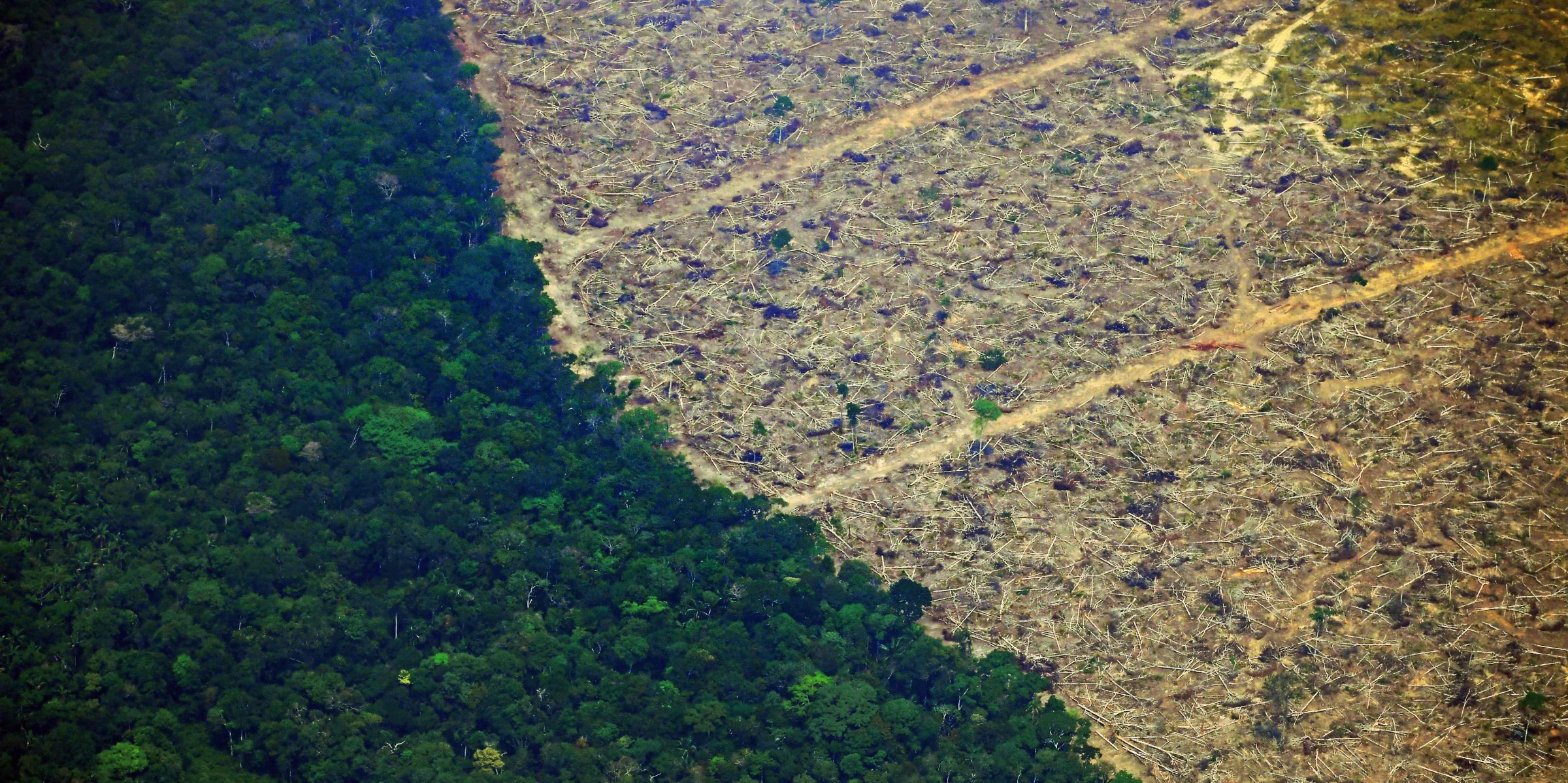 Brazil Has Deforested 10,000 Square Kilometers Of Amazon Rainforest In ...