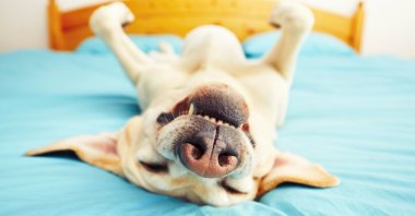 If you are suddenly noticing that you are snoring louder or more often than usual, it is likely due to your increasingly sedentary lifestyle. (iStock Photo)