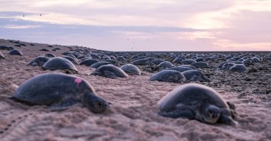 In this undated photo, green turtles nest on at the world’s largest green turtle rookery on Raine Island, a remote vegetated coral cay situated 620 kilometers (385 miles) northwest of Cairns, Australia. (Great Barrier Reef Foundation via AFP)