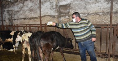 A man sprays a pesticide against ticks on cattle in Sivas, Turkey, June 4, 2020. (DHA Photo)