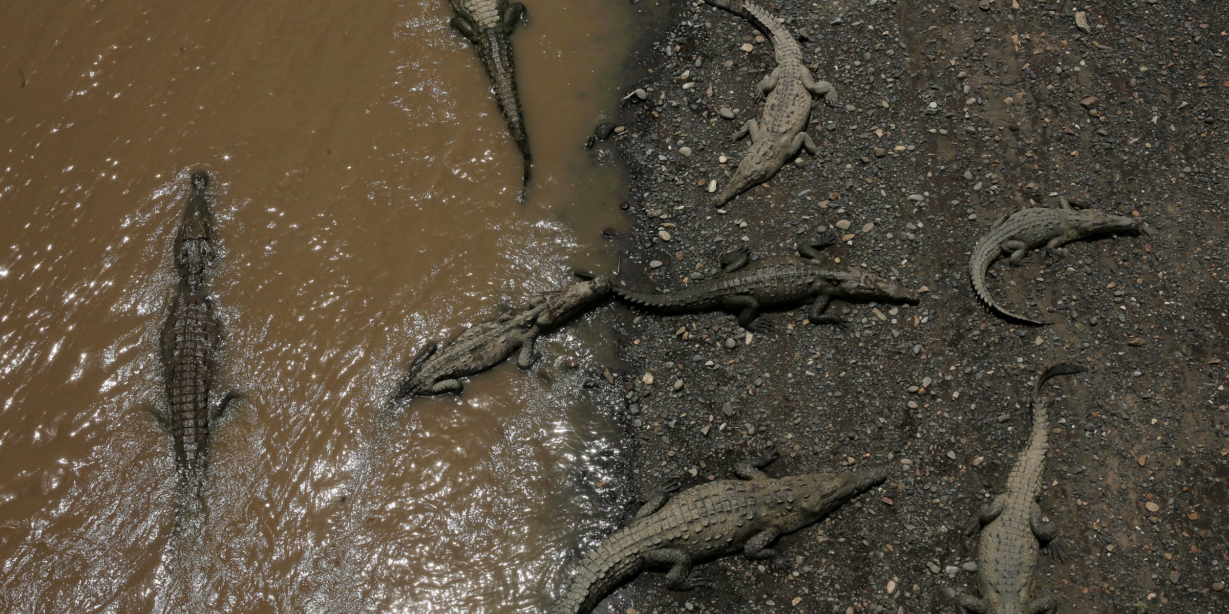 Some ancient crocs walked on 2 legs like dinosaurs, study says | Daily ...