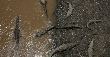 Large crocodiles are seen in the Tarcoles River, a river with one of the highest crocodile populations in the world, in Tarcoles, province of Puntarenas, Costa Rica, July 16, 2019. (Reuters Photo)