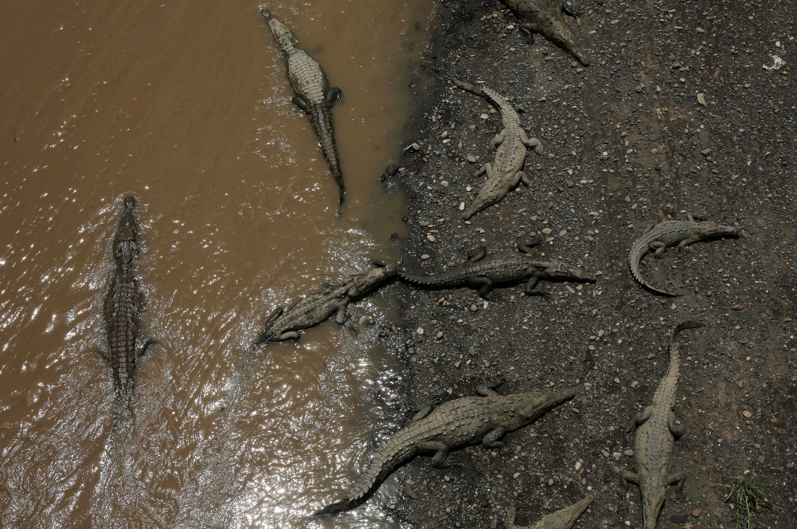 Large crocodiles are seen in the Tarcoles River, a river with one of the highest crocodile populations in the world, in Tarcoles, province of Puntarenas, Costa Rica, July 16, 2019. (Reuters Photo)