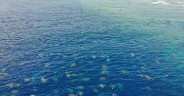 In this undated handout picture taken from a drone and released to AFP by the Great Barrier Reef Foundation and Queensland Government shows green turtles nesting on at the world’s largest green turtle rookery on Raine Island, a remote vegetated coral cay situated 620 km north west of Cairns. (Photo by Handout / Great Barrier Reef Foundation / AFP)