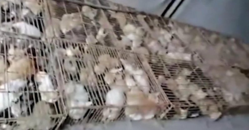 Cats seen in cages in China's Shanxi, June 13, 2020. (DHA Photo)