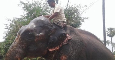 Indian landowner Akhtar Imam rides one of his elephants at Murgia Chai village, in Janipur near Patna, India, June 9, 2020. (AFP Photo)