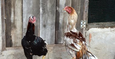 Two roosters roam in a shelter, in Edirne, Turkey, June 15, 2020. (DHA Photo) 