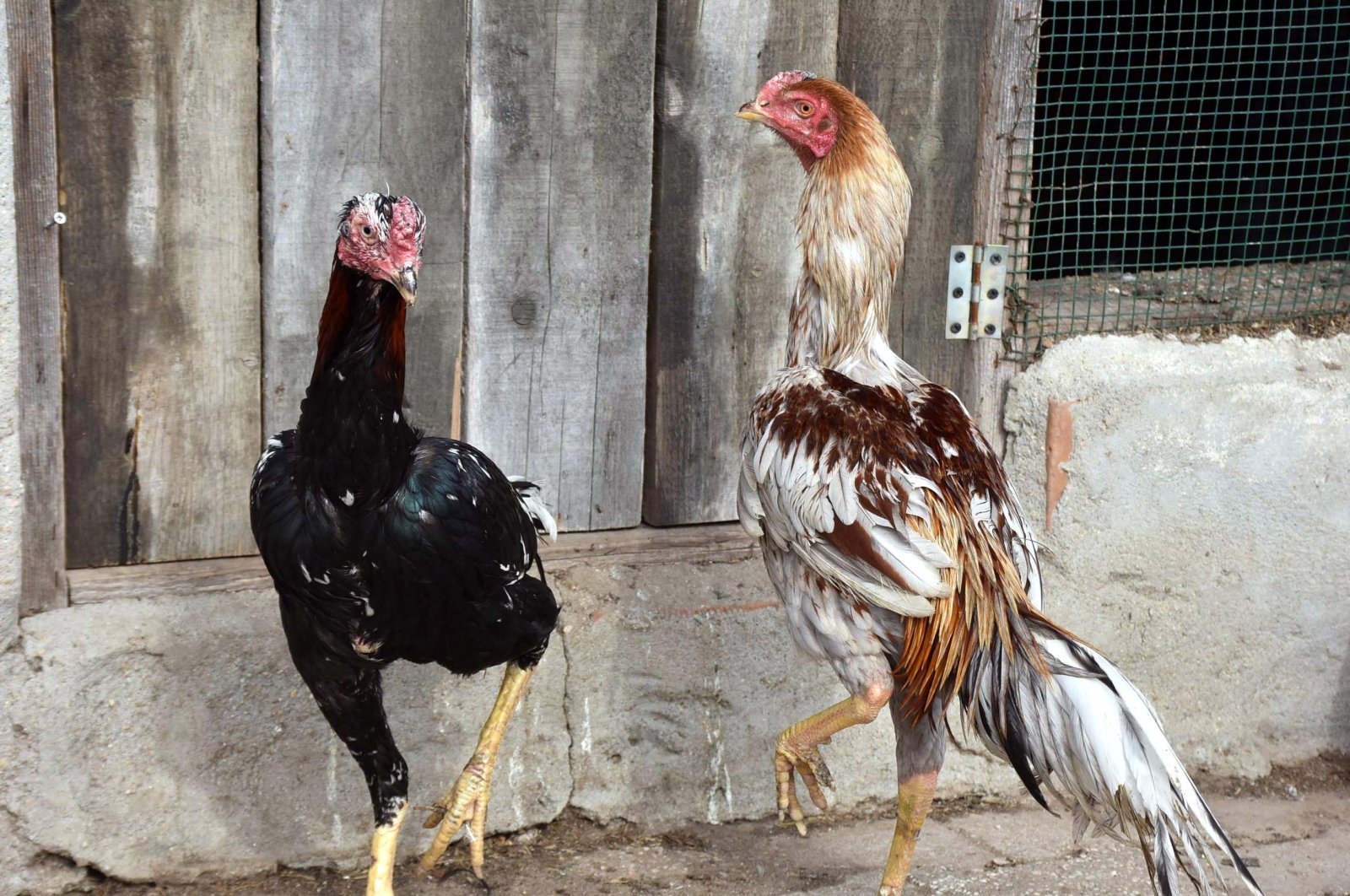 Two roosters roam in a shelter, in Edirne, Turkey, June 15, 2020. (DHA Photo) 