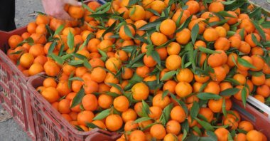 Turkish agricultural exports to Russia have recorded an overall increase in recent months. (Sabah Photo)