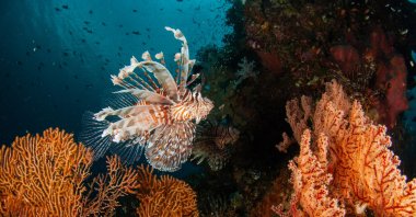 Tropical species have become dominant in some parts of the Mediterranean since they moved into the sea via the Suez Canal. (iStock Photo)