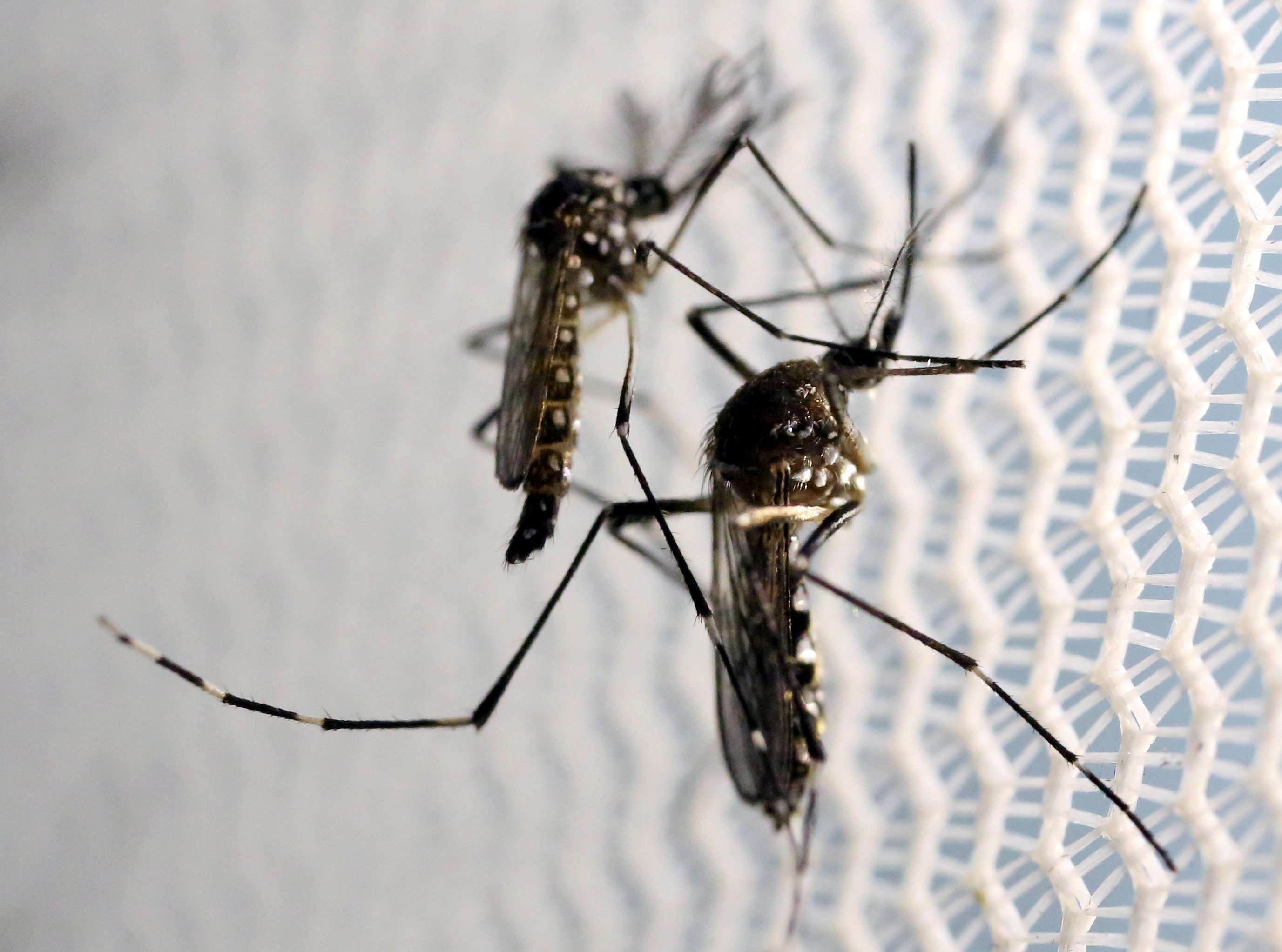 Aedes aegypti mosquitoes are seen inside Oxitec laboratory in Campinas, Brazil, Feb. 2, 2016. (Reuters Photo)