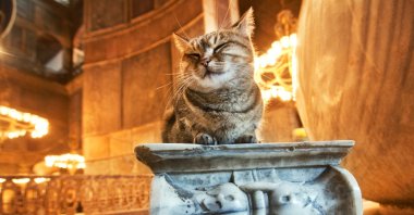 Like this cat that frequents Hagia Sophia, strays have always been welcomed in Istanbul. (iStock Photo)