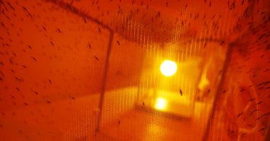 Mosquitoes used for research are seen inside a laboratory at the International Centre of Insect Physiology and Ecology (ICIPE) headquarters in Nairobi, Kenya, May 11, 2020. (Reuters Photo)