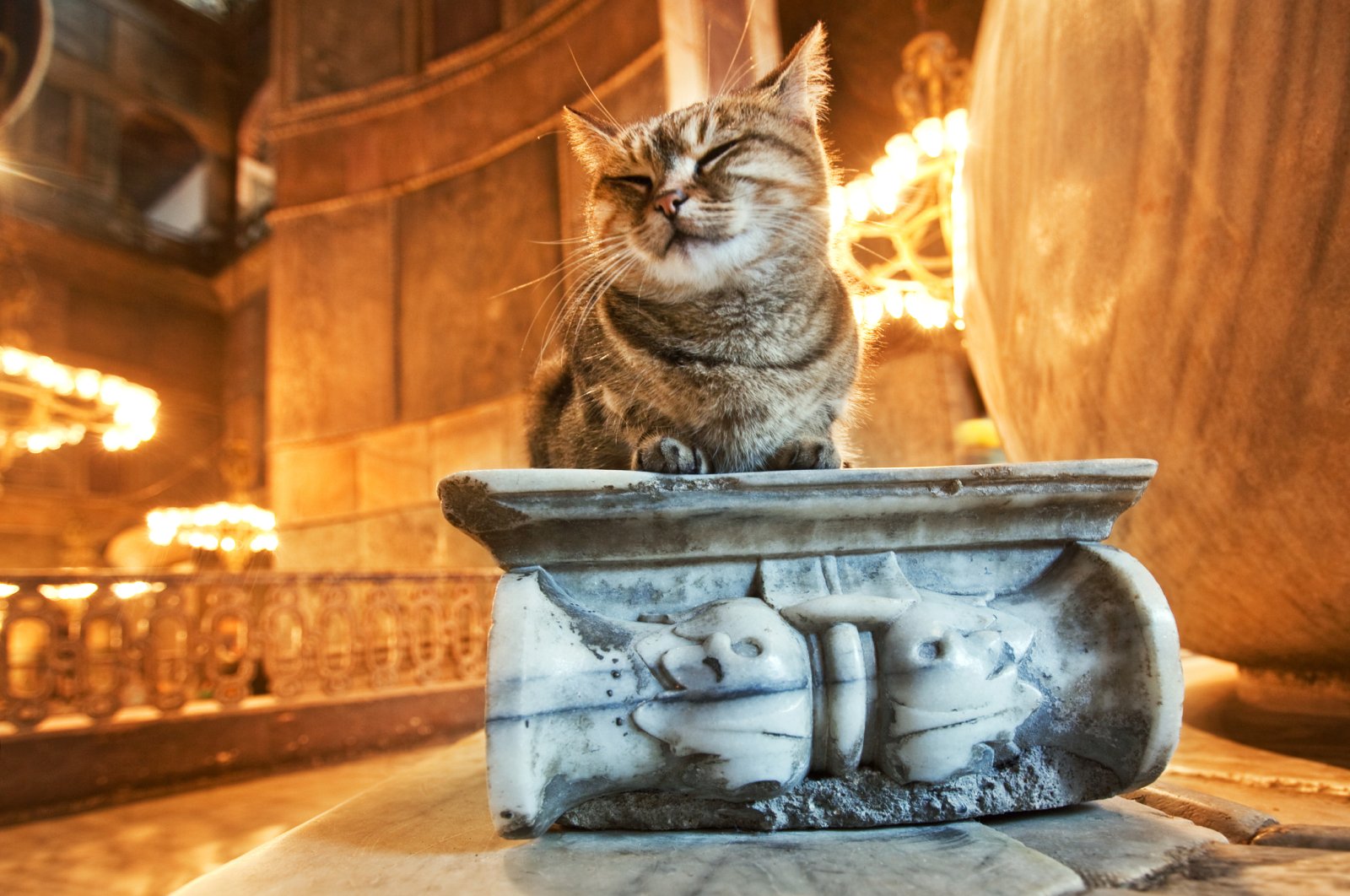 Like this cat that frequents Hagia Sophia, strays have always been welcomed in Istanbul. (iStock Photo)