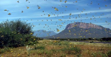 Locusts swarm from ground vegetation as people approach at Lerata village, near Archers Post in Samburu county, approximately 300 kilometers (186 miles) north of the Kenyan capital, Nairobi, Jan. 22, 2020. (AFP Photo)
