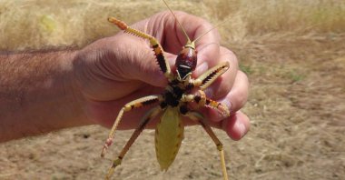 A villager holds carnivore locusts in eastern Batman province, June 20, 2020. (IHA Photo) 