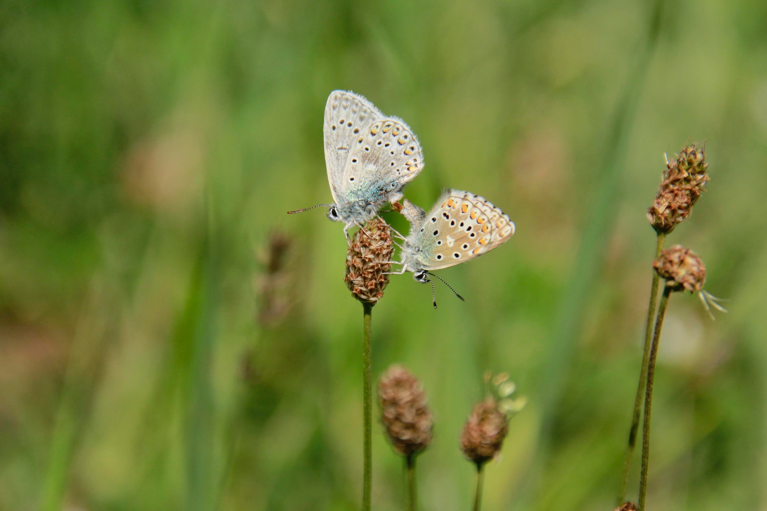 Females are less blue than male Adonis Blues and have more spots on the edges of their wings. (AA Photo)