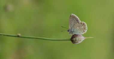 A female Adonis Blue butterfly is seen on a flower in Ovacık, Tunceli. (AA Photo)