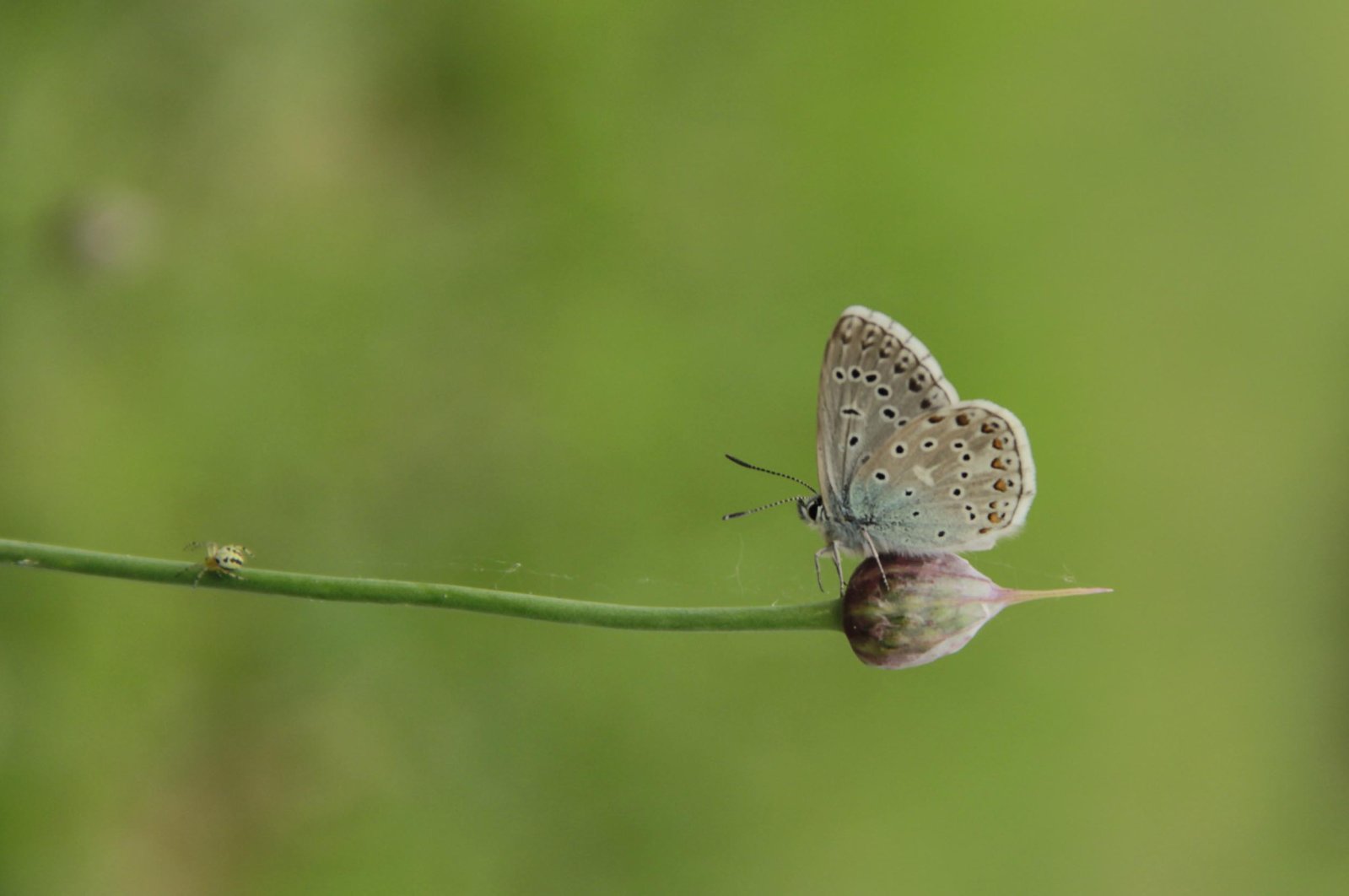A female Adonis Blue butterfly is seen on a flower in Ovacık, Tunceli. (AA Photo)