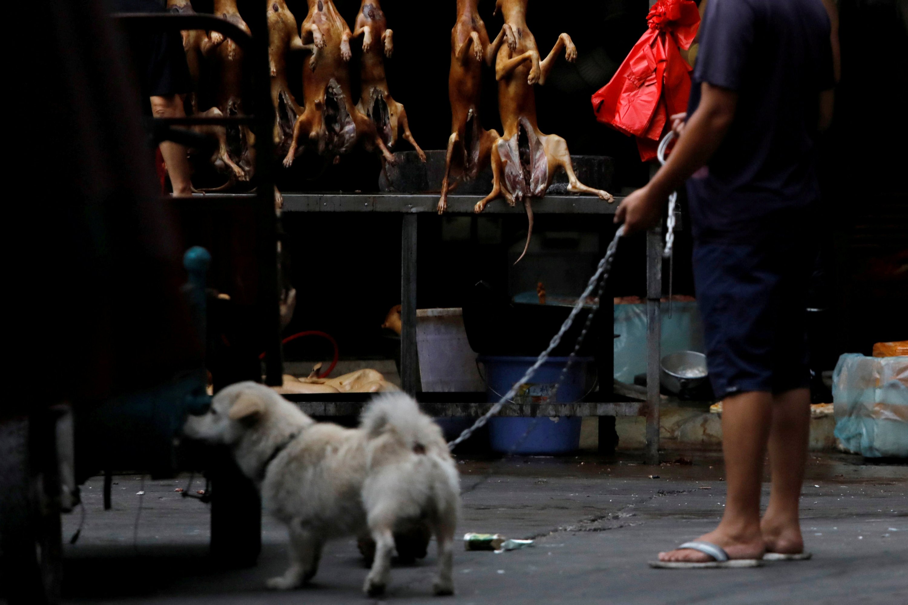China’s notorious dog meat festival opens, again Daily Sabah