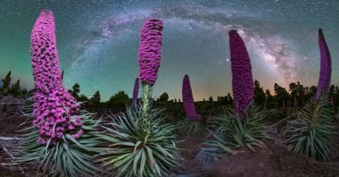 Photo shows a view of the Milky Way above the pink tajinaste (Echium wildpretii) plants endemic to the Canary Islands in Garafia, Canary Islands, Spain, May 27, 2020. (EPA Photo/Cielos la Palma Handout)