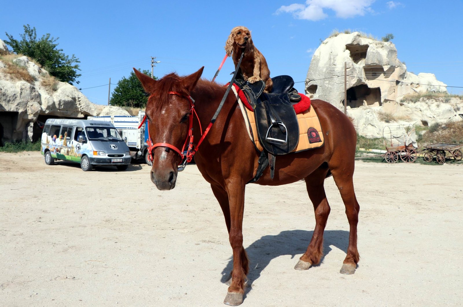 Boncuk rides a horse in Cappadocia, Nevşehir, Turkey, June 22, 2020. (IHA Photo)