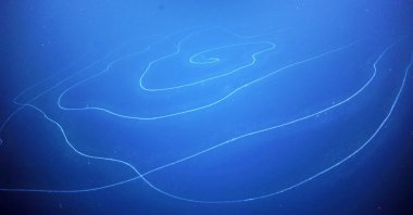 A view of a siphonophore Apolemia, recorded during the Ningaloo Canyons expedition, in deepwater off the west Australian coast, March 16, 2020. Picture taken March 16, 2020. (Reuters Photo)