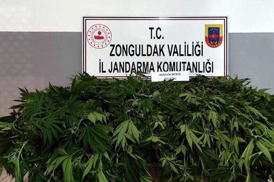 Cannabis seized in a gendarme operation on display, in Zonguldak, Turkey, June 25, 2020. (AA Photo) 
